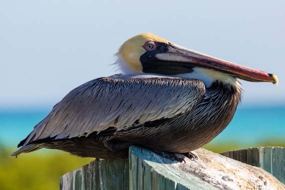 Seabirds You Might Spot Around Daytona Beach Inns